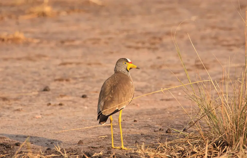 Botswana_Khwai_036.jpg
