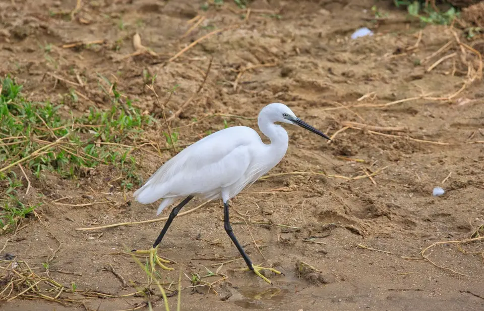 Botswana_Khwai_038.jpg