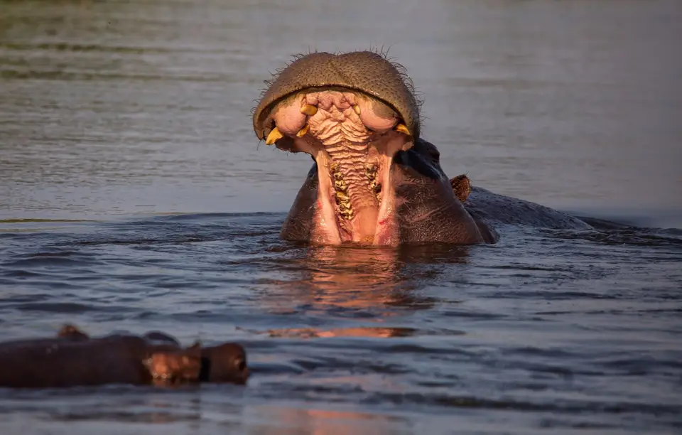 Botswana_Khwai_039.jpg