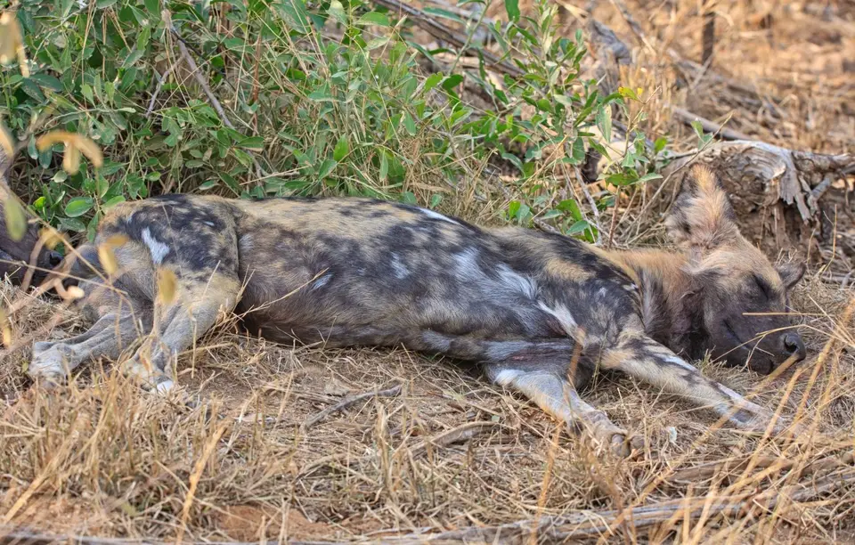 Botswana_Khwai_040.jpg