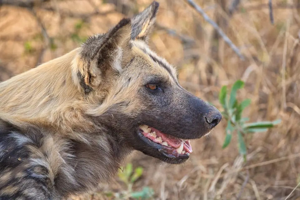 Botswana_Khwai_042.jpg