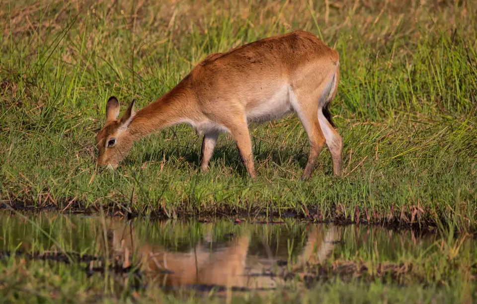 Botswana_Khwai_043.jpg