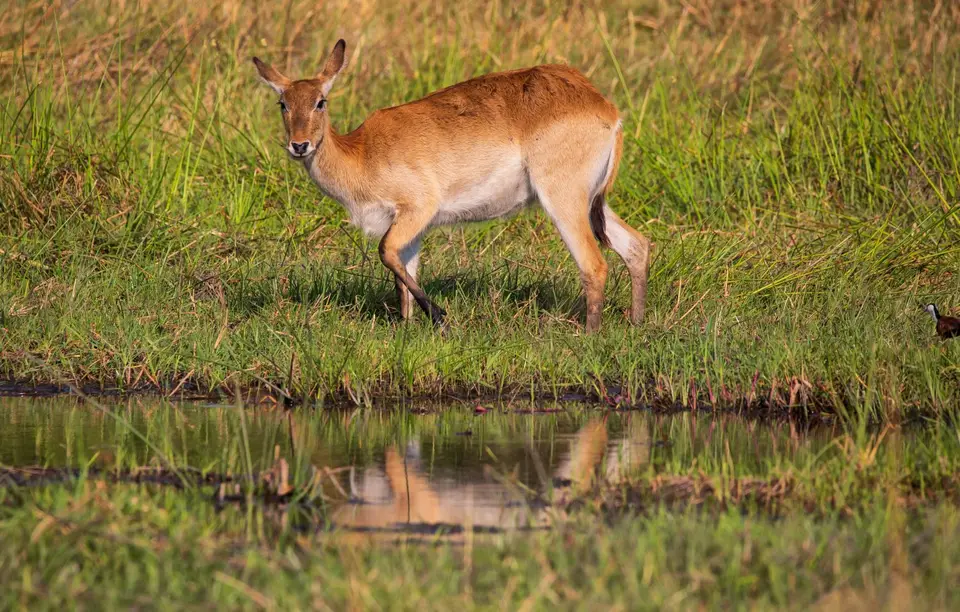 Botswana_Khwai_044.jpg