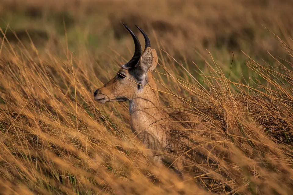 Botswana_Khwai_047.jpg