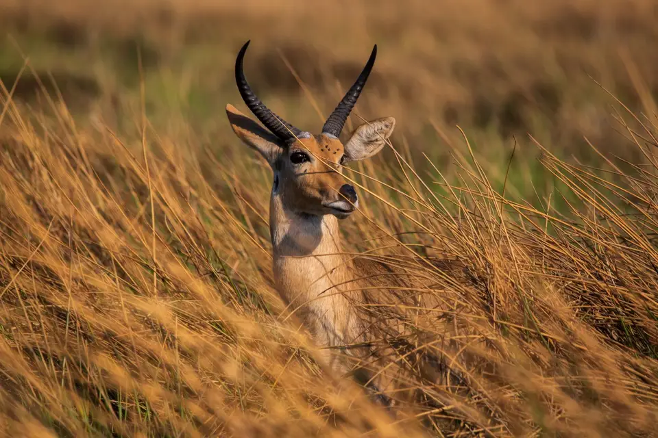 Botswana_Khwai_048.jpg