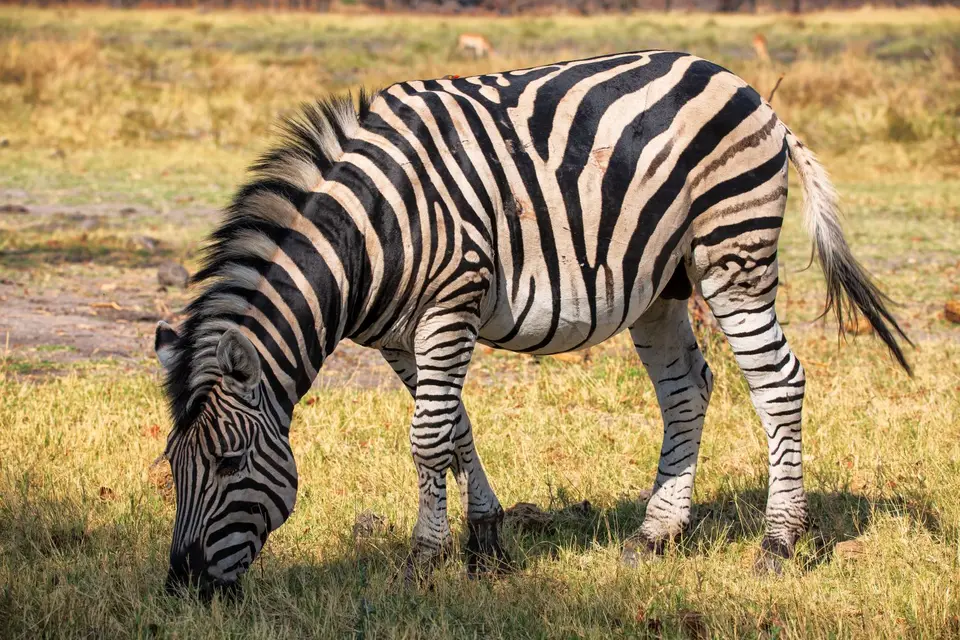 Botswana_Khwai_050.jpg
