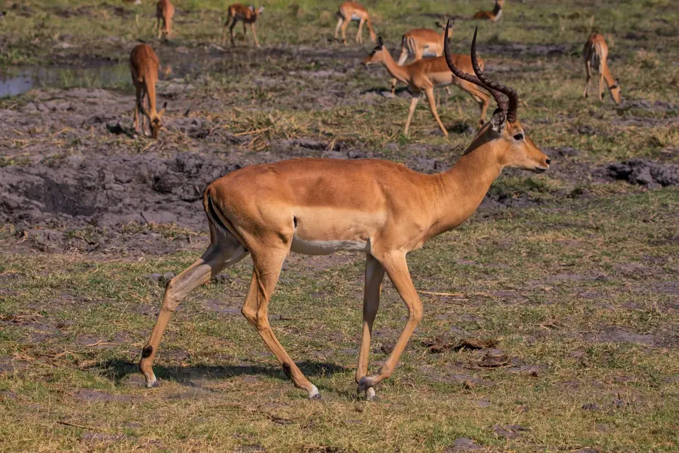 Botswana_Khwai_051.jpg