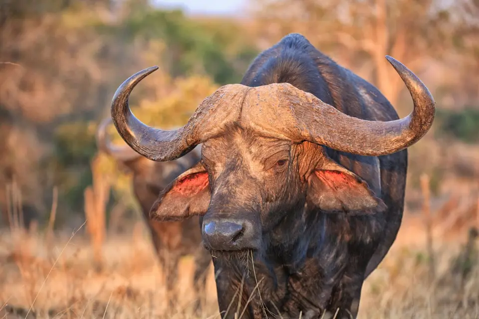 Botswana_Khwai_052.jpg