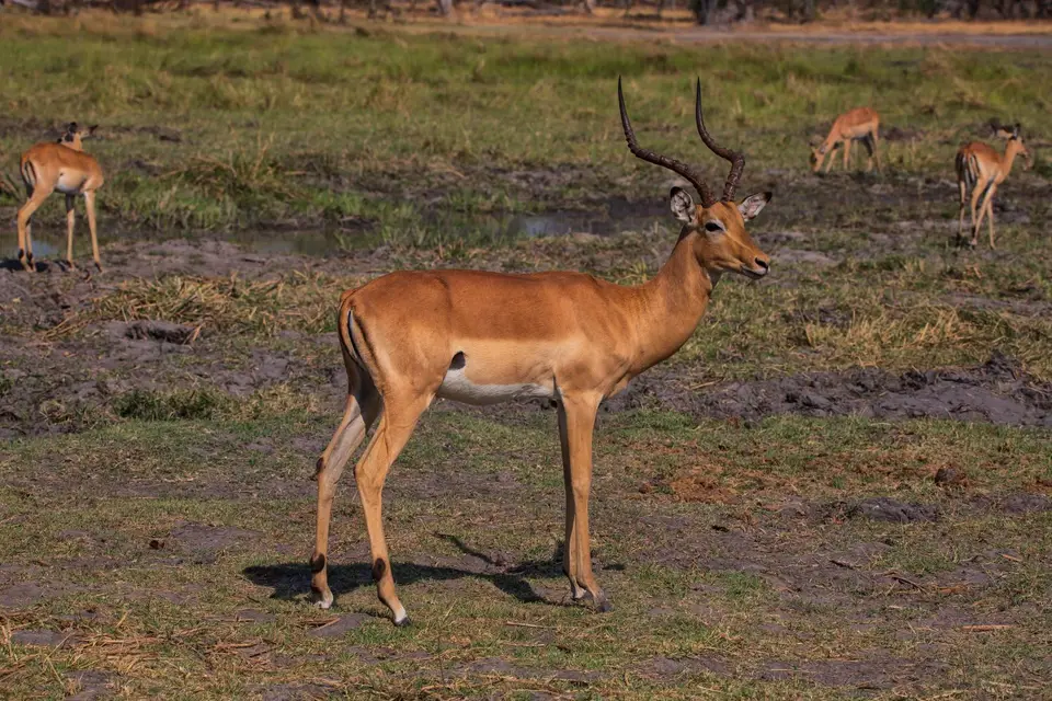 Botswana_Khwai_053.jpg