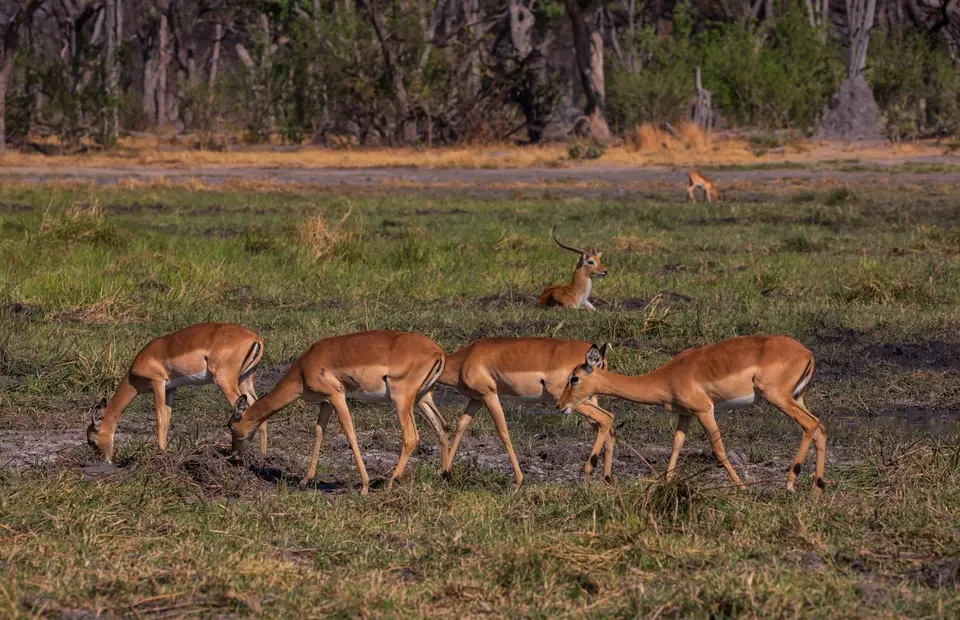 Botswana_Khwai_054.jpg