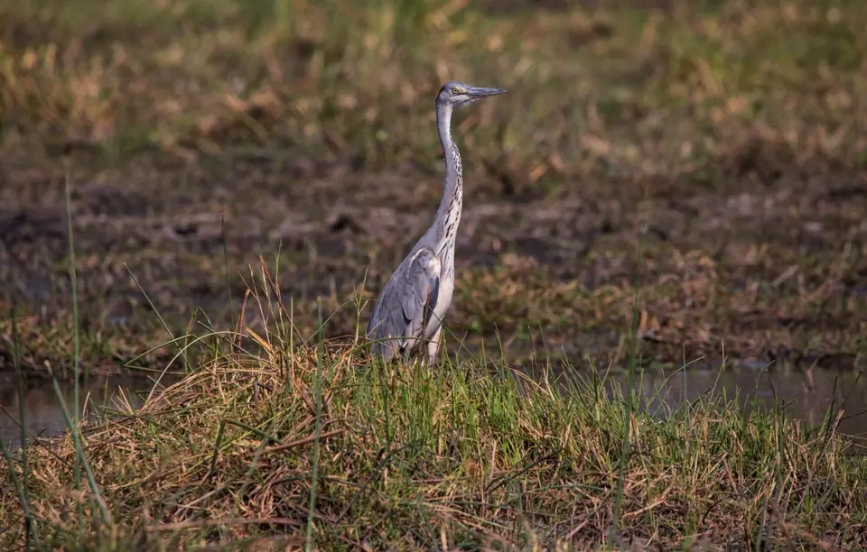 Botswana_Khwai_055.jpg