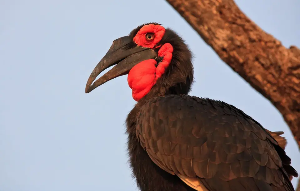 Botswana_Khwai_056.jpg
