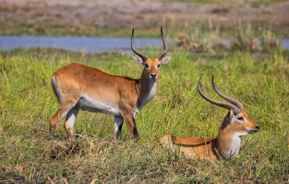Botswana_Khwai_057.jpg