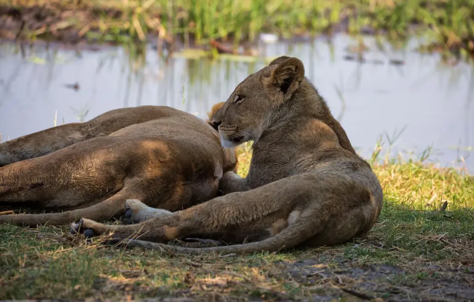 Botswana_Khwai_063.jpg
