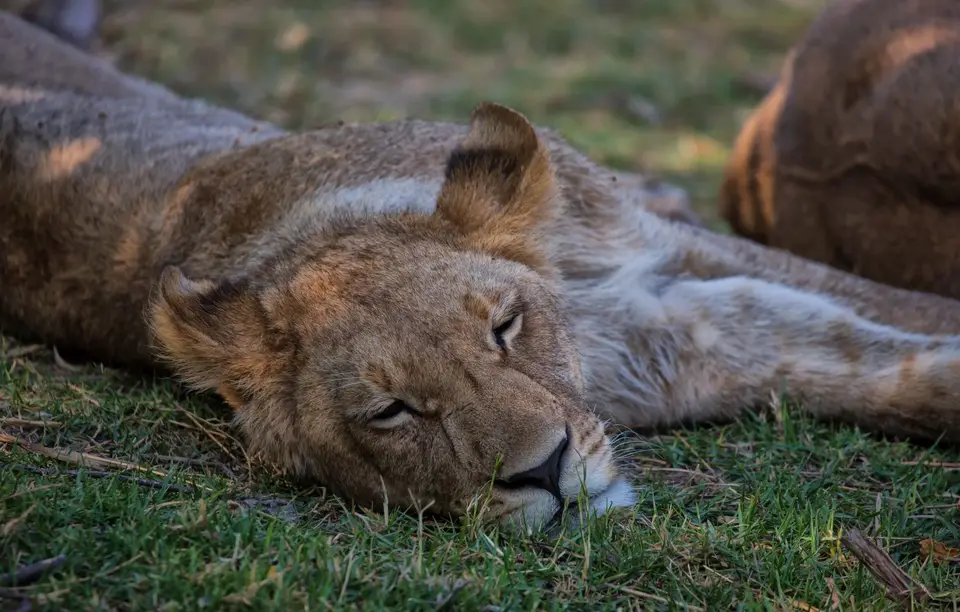 Botswana_Khwai_064.jpg