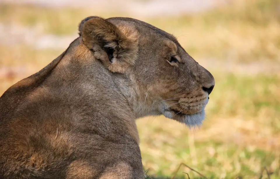 Botswana_Khwai_065.jpg