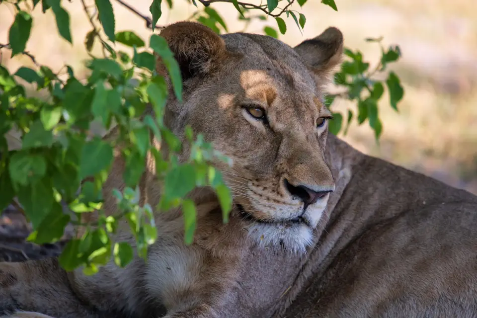 Botswana_Khwai_066.jpg