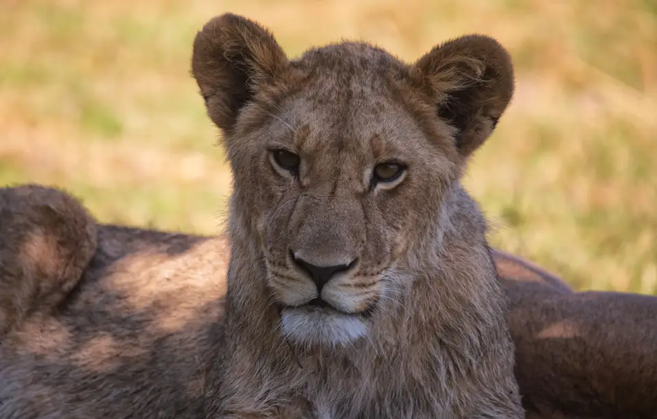 Botswana_Khwai_067.jpg
