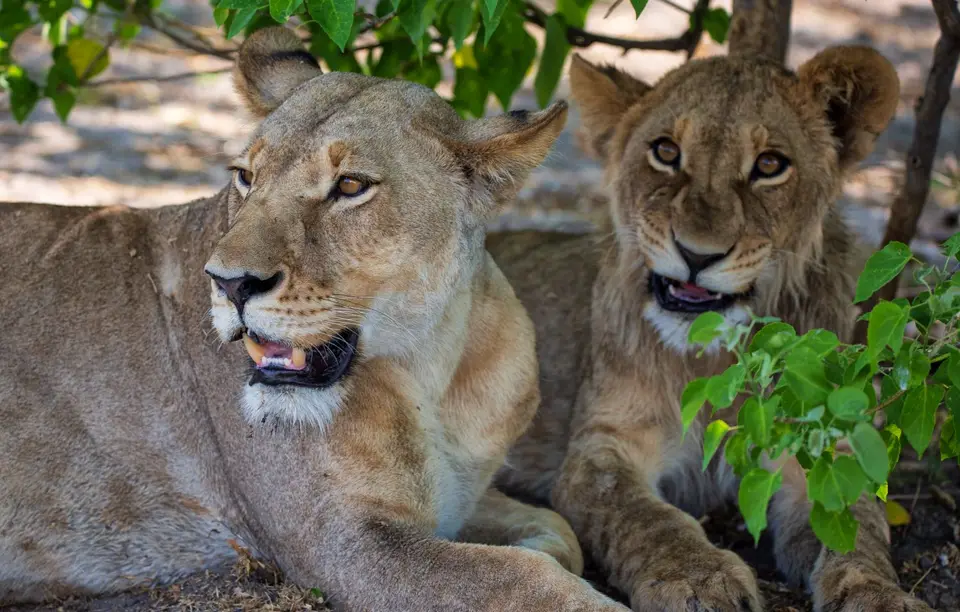Botswana_Khwai_069.jpg