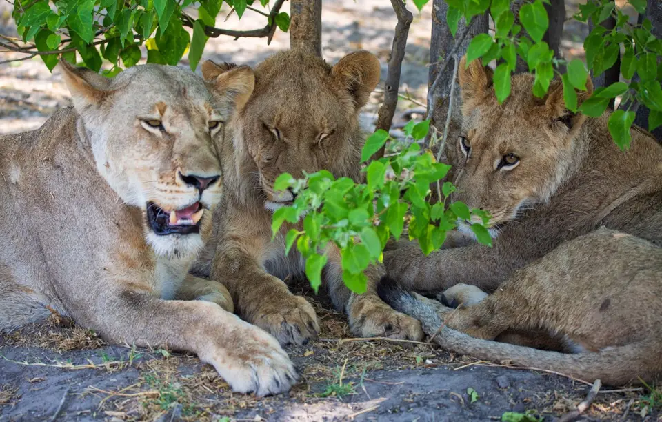 Botswana_Khwai_070.jpg