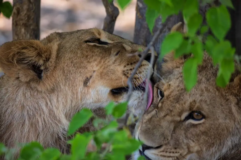 Botswana_Khwai_071.jpg