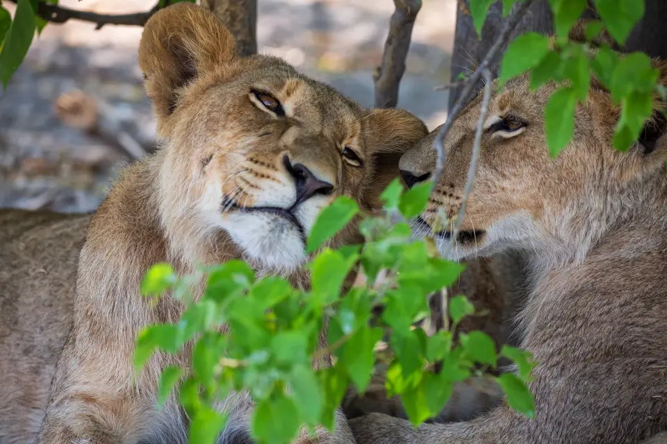 Botswana_Khwai_073.jpg