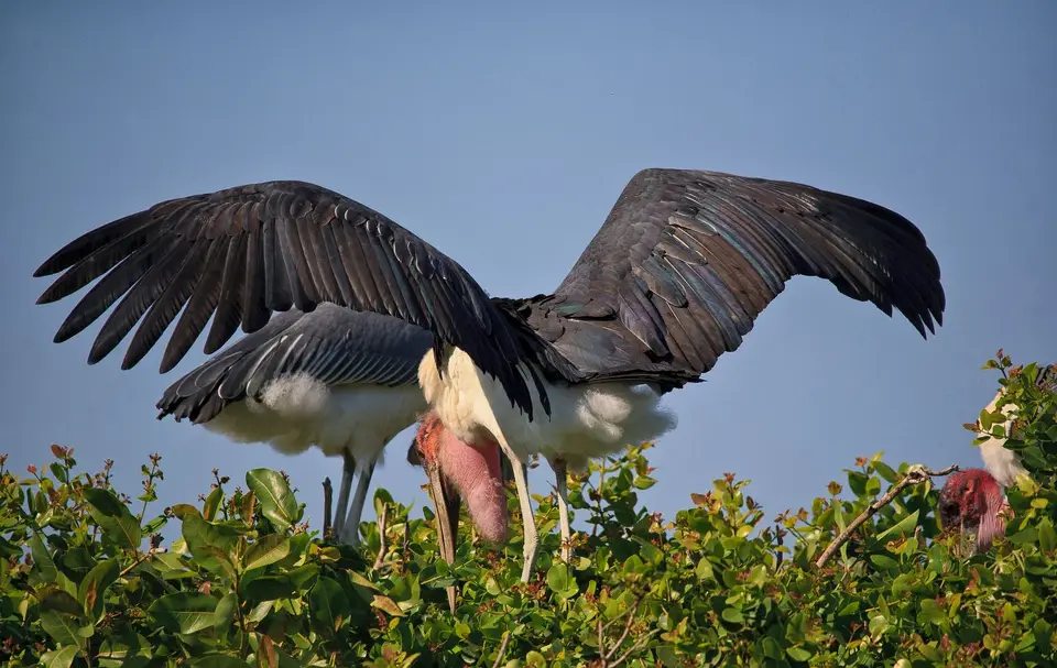 Botswana_Khwai_075.jpg