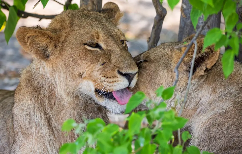 Botswana_Khwai_076.jpg