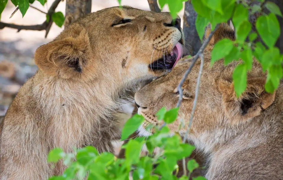 Botswana_Khwai_077.jpg