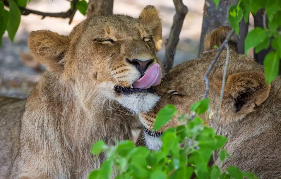 Botswana_Khwai_079.jpg