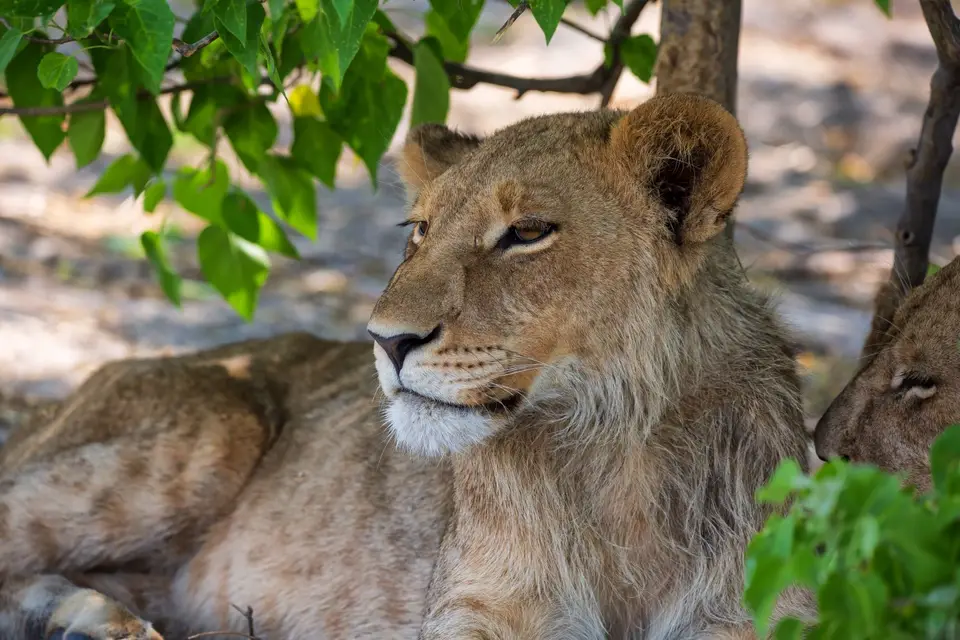 Botswana_Khwai_081.jpg
