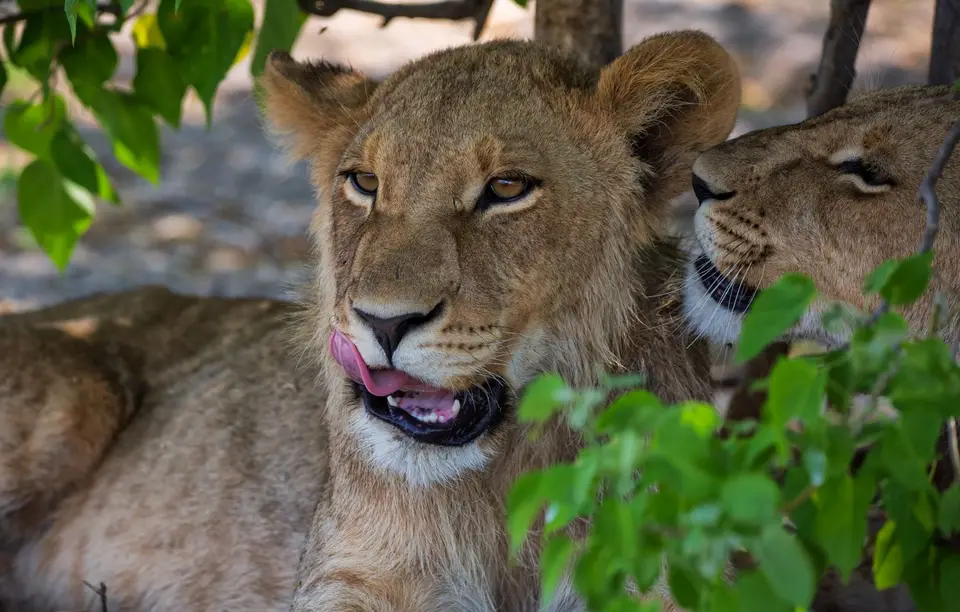 Botswana_Khwai_082.jpg