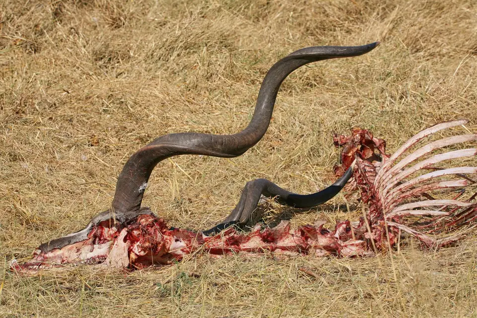 Botswana_Khwai_087.jpg