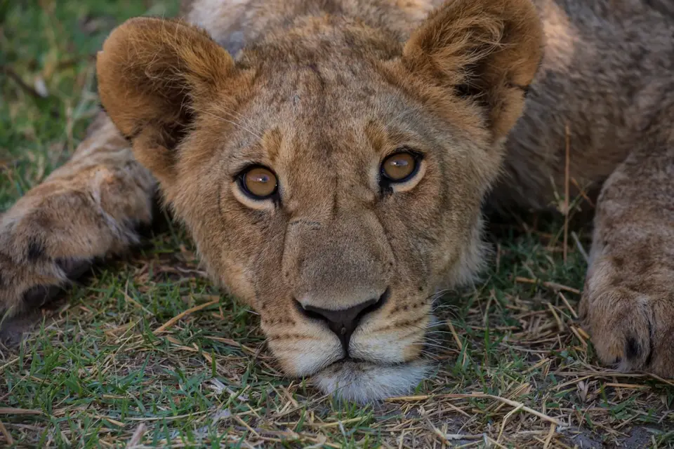 Botswana_Khwai_090.jpg