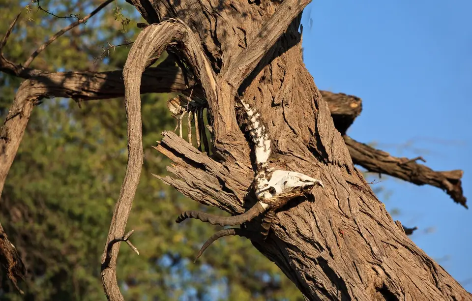 Botswana_Khwai_094.jpg