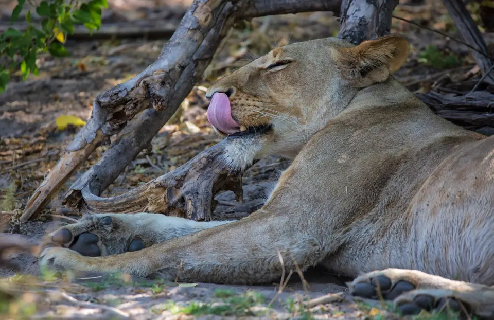 Botswana_Khwai_095.jpg