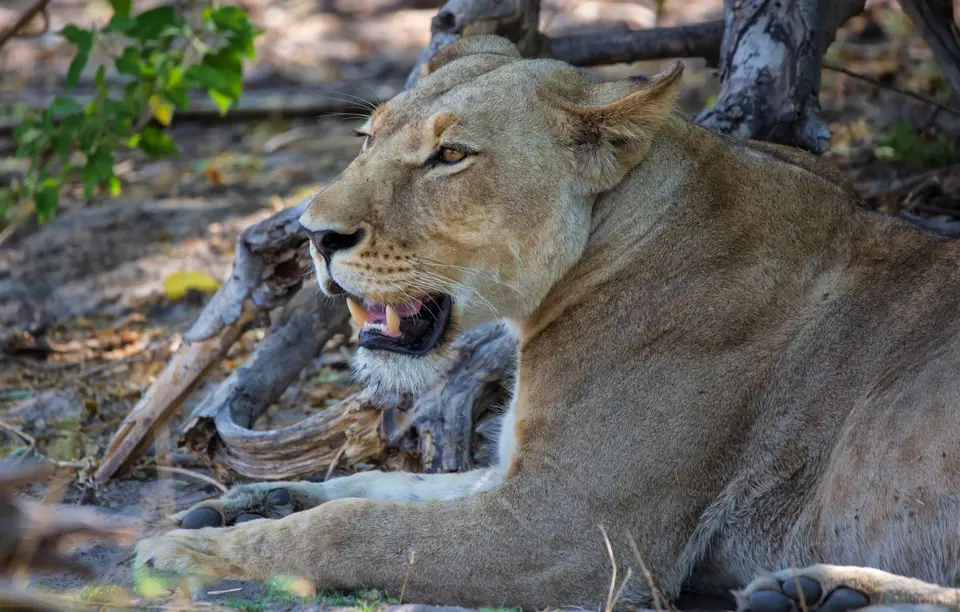 Botswana_Khwai_096.jpg