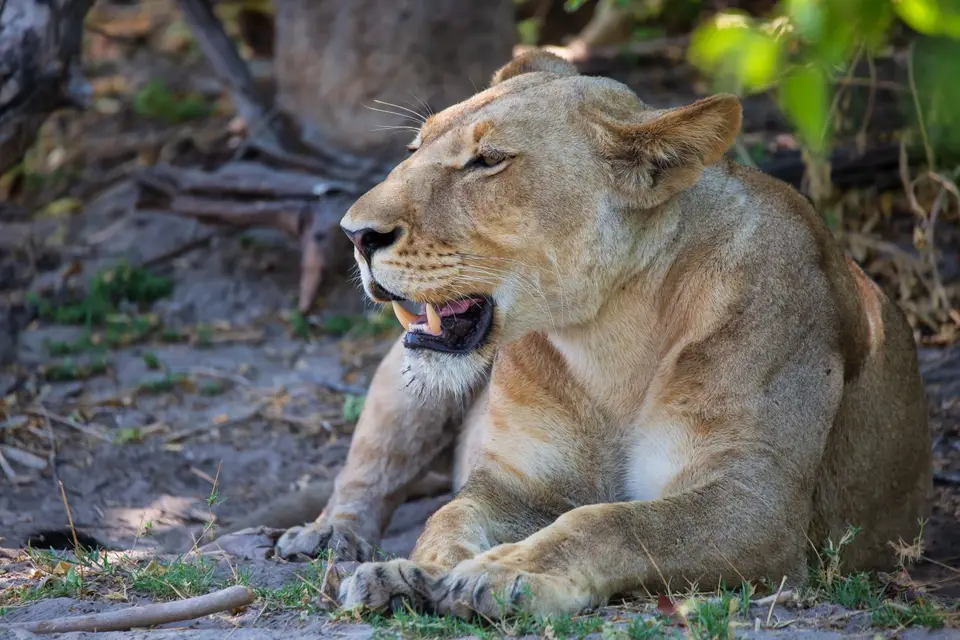 Botswana_Khwai_097.jpg