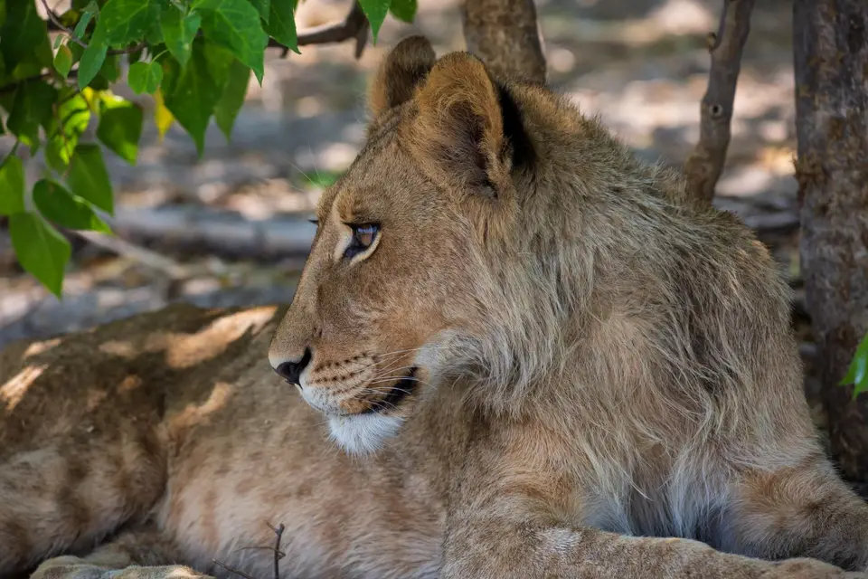 Botswana_Khwai_100.jpg