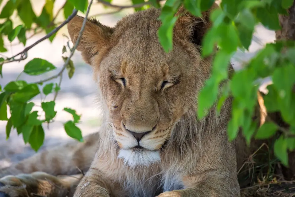 Botswana_Khwai_102.jpg