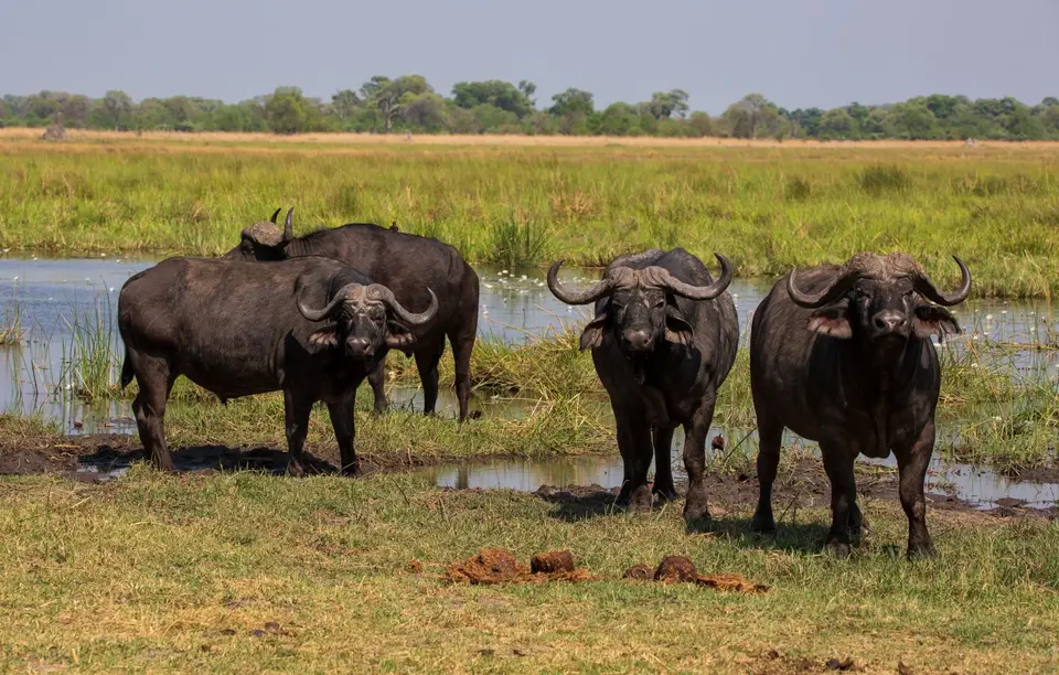 Botswana_Khwai_109.jpg