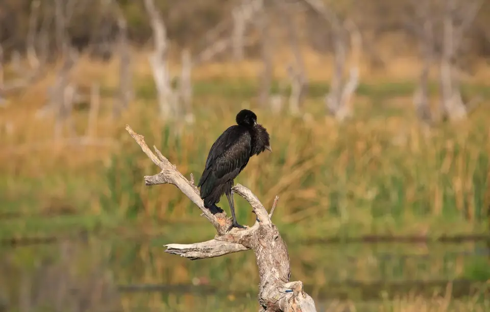 Botswana_Khwai_110.jpg