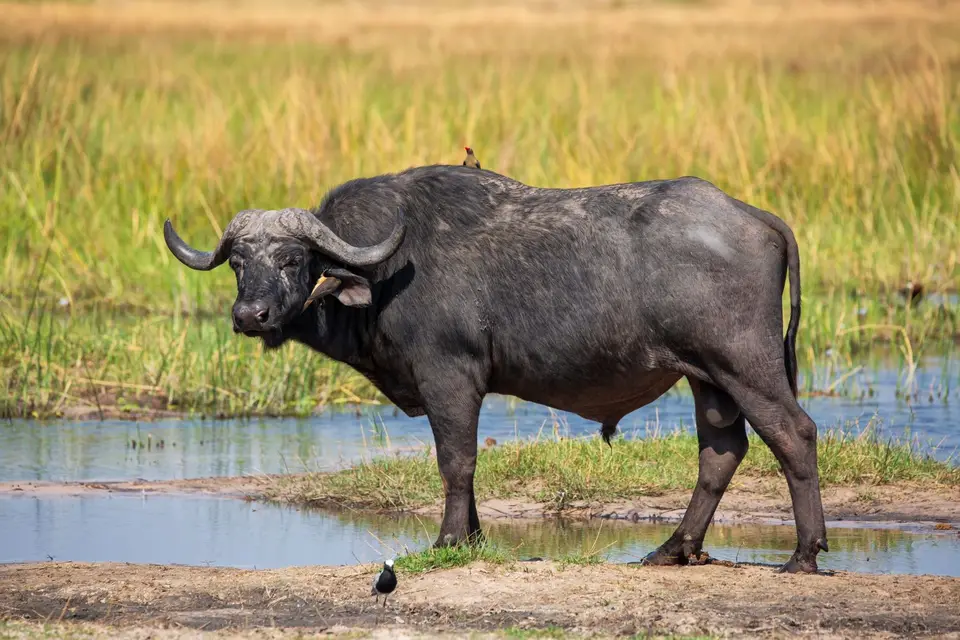 Botswana_Khwai_111.jpg
