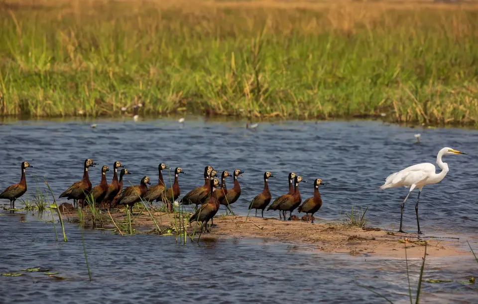 Botswana_Khwai_112.jpg
