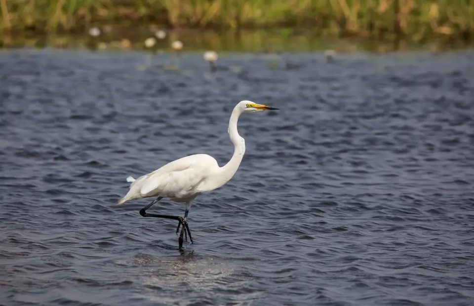 Botswana_Khwai_115.jpg
