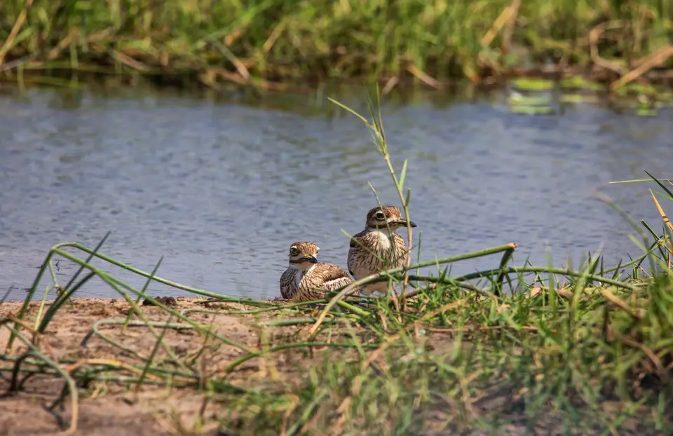Botswana_Khwai_119.jpg
