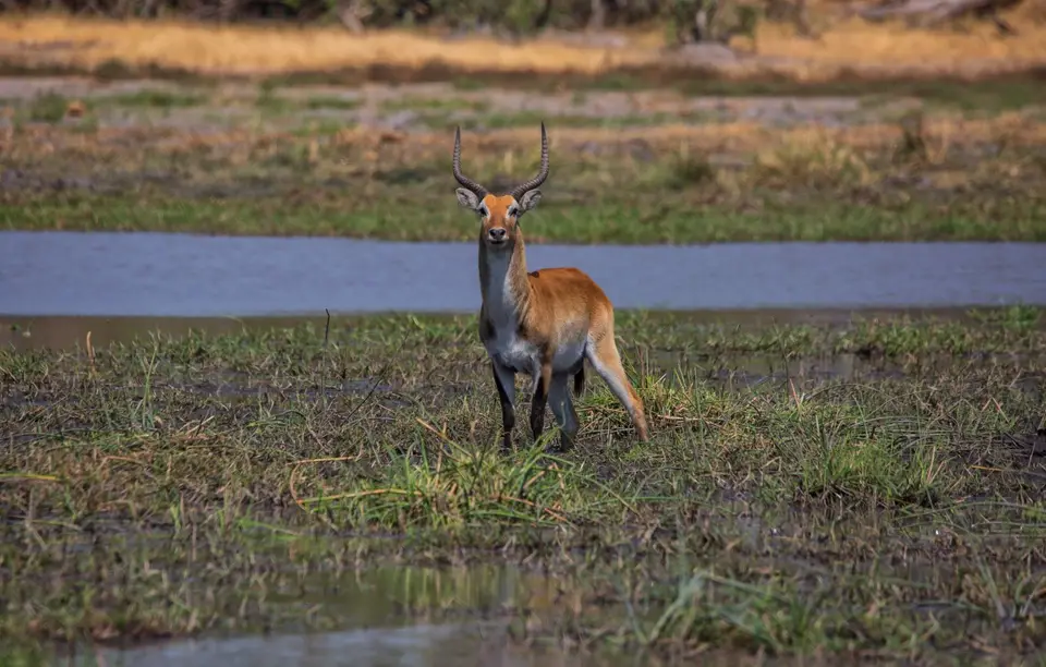 Botswana_Khwai_121.jpg