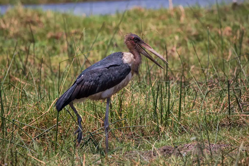 Botswana_Khwai_123.jpg