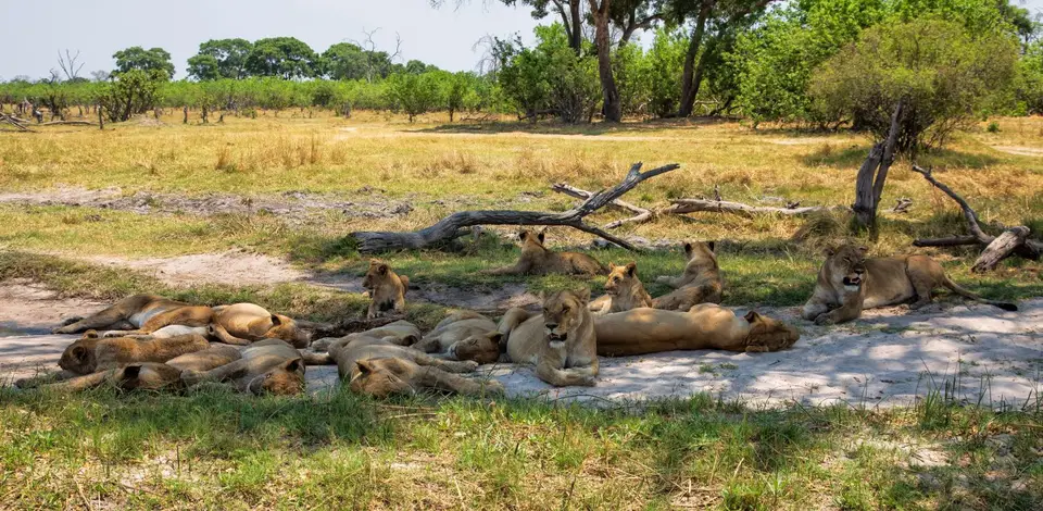 Botswana_Khwai_130.jpg
