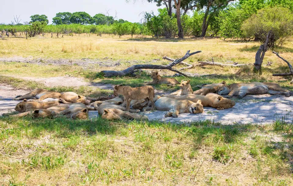 Botswana_Khwai_133.jpg
